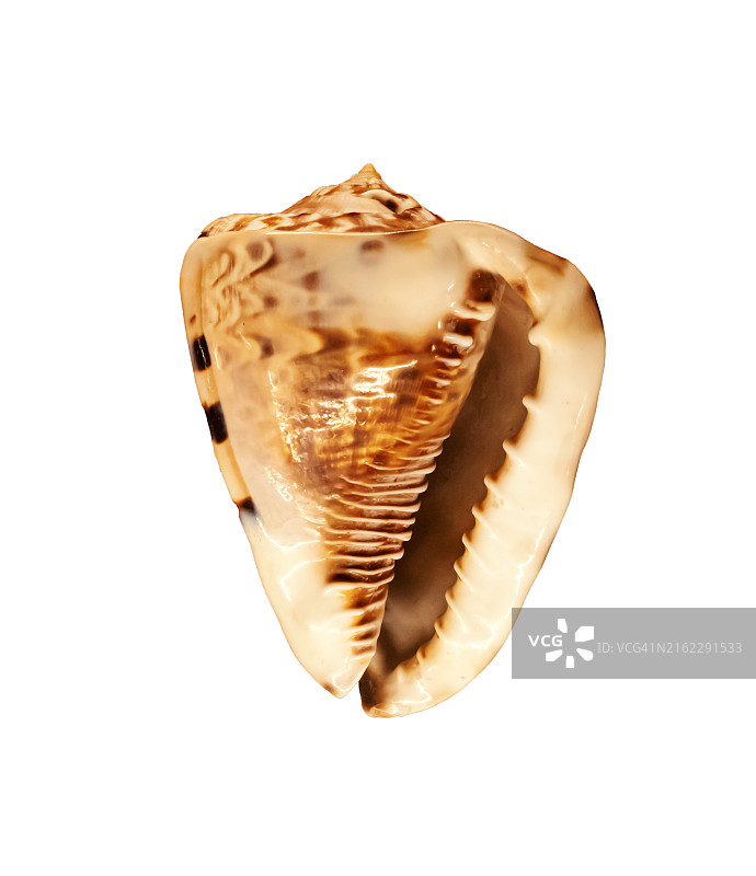 角盔螺图片素材