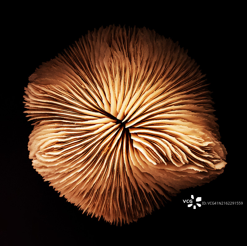 常见的蘑菇珊瑚图片素材