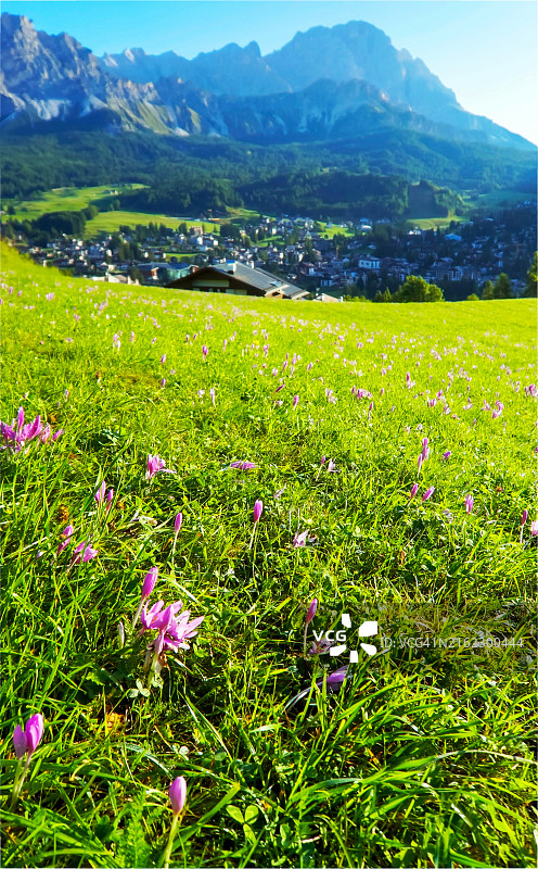 美丽的野生番红花生长在科尔蒂纳丹佩佐上方山丘的草地上，远处是意大利多洛米蒂阿尔卑斯山图片素材