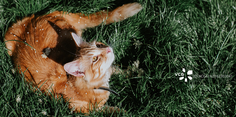 姜黄色猫咪躺在茂盛的绿草地上，白色花瓣落在它的身上图片素材