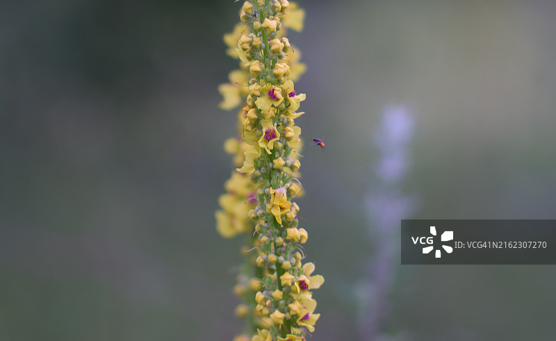 这些花从六月到九月持续盛开图片素材
