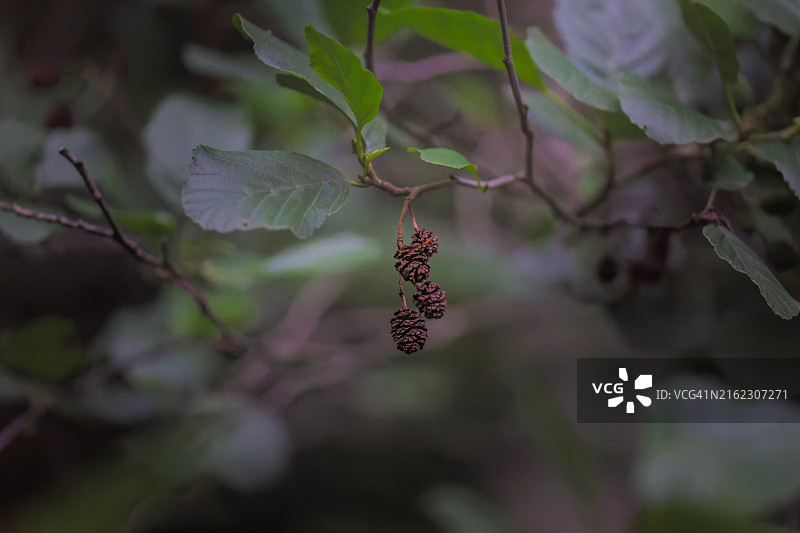 赤杨上的一些棕色小球果图片素材