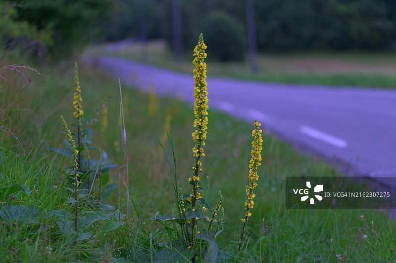 道路两旁的鲜艳花朵图片素材