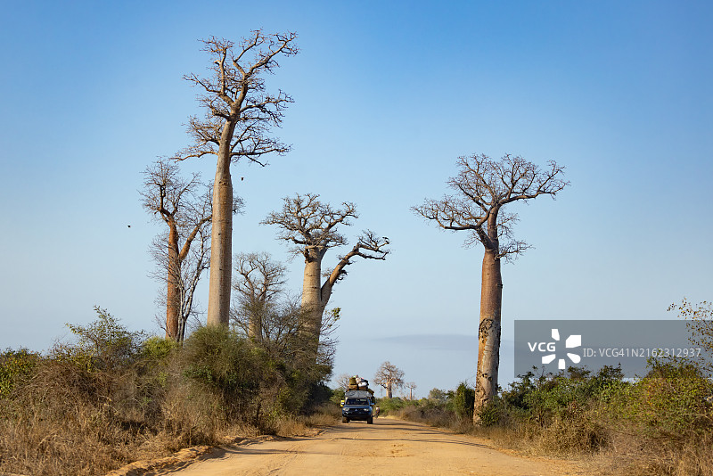 马达加斯加猴面包树土路汽车之旅图片素材
