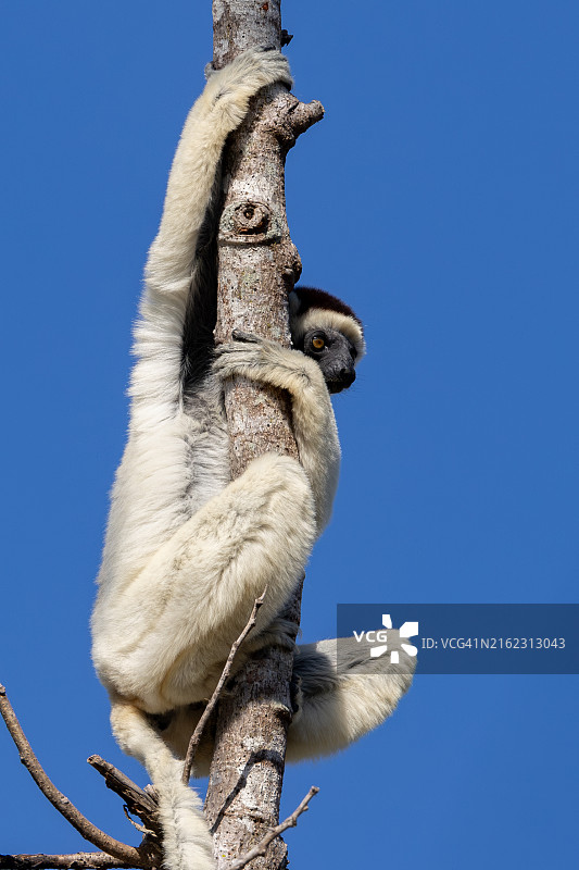 马达加斯加的维氏冕狐猴图片素材