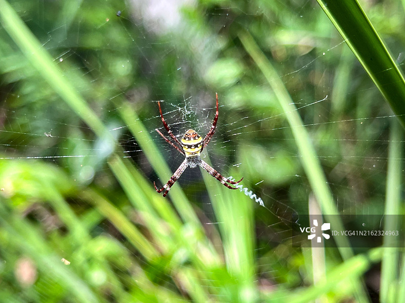 特写镜头下的蜘蛛网上黄色园蛛图片素材