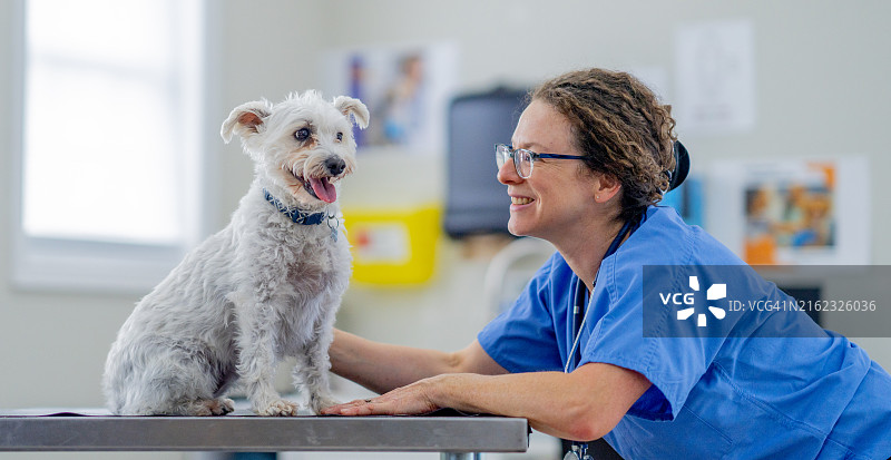 兽医学图片素材