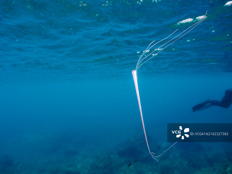 美丽稀有的深海鱼：皇带鱼幼鱼图片素材