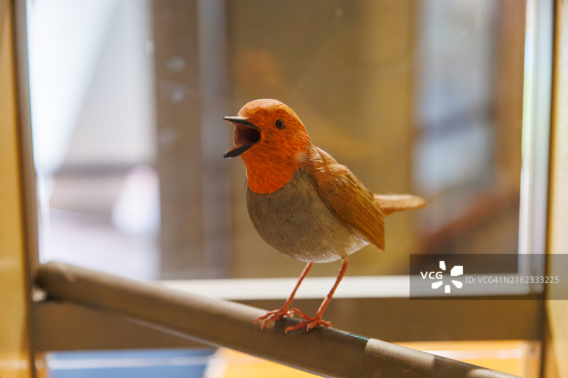 栖息在天城山上的可爱野生鸟类模型，按下按钮可听到鸟鸣声图片素材