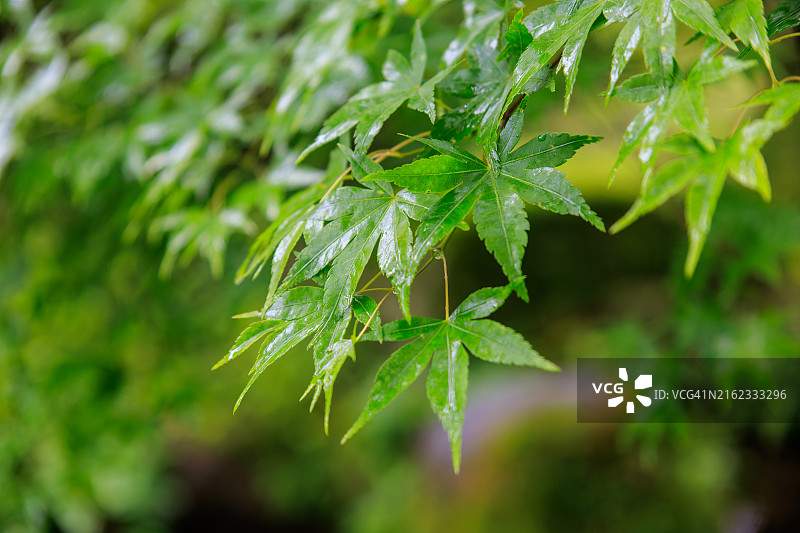 美丽的夏日树叶，带有水滴。以天城山为借景的美丽日式花园图片素材