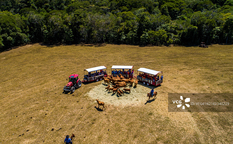 凯恩斯附近库兰达游客观赏牛群鸟瞰图片素材
