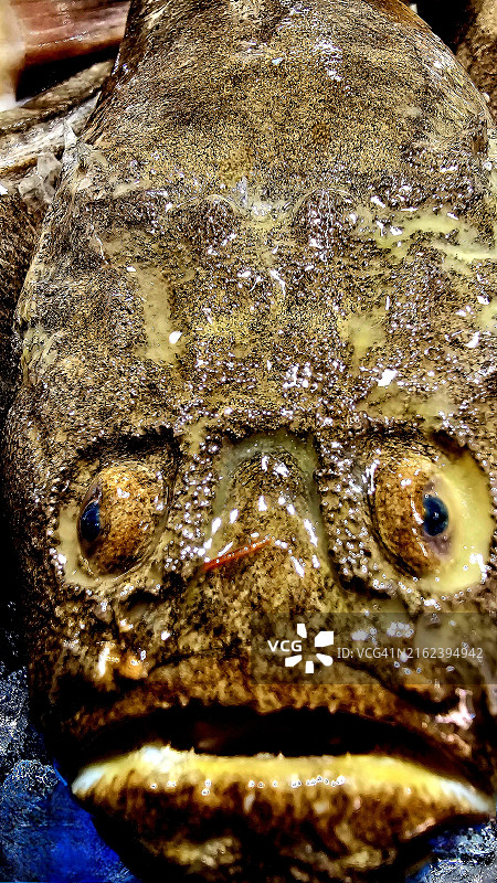 观星鱼图片素材