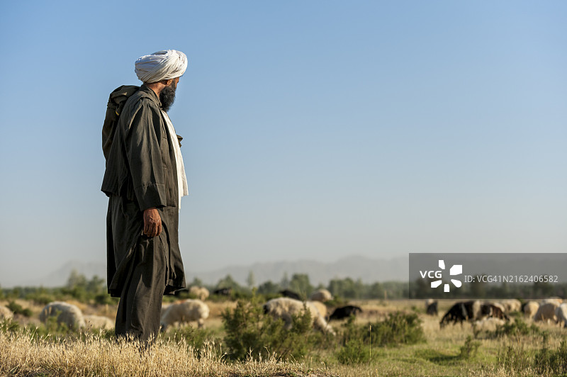 阿富汗牧羊人图片素材