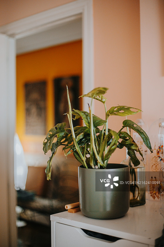 阳光明媚的卧室窗台上的盆栽室内植物图片素材