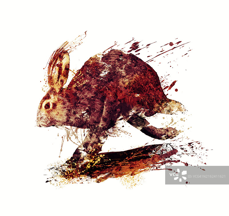 奔跑的野兔图片素材