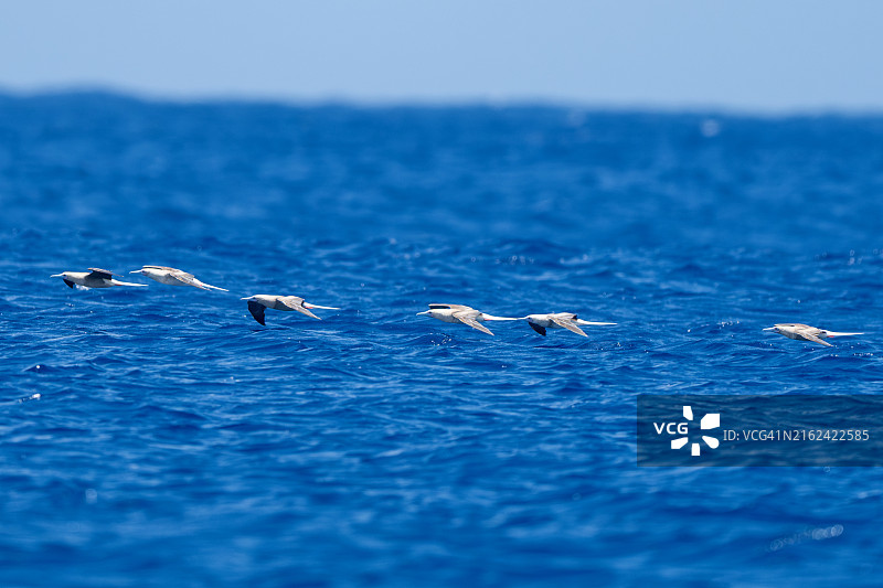 鸟群飞过海面图片素材