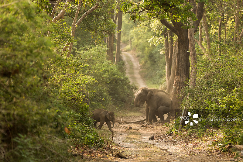 印度森林中吃草的雌性亚洲象图片素材
