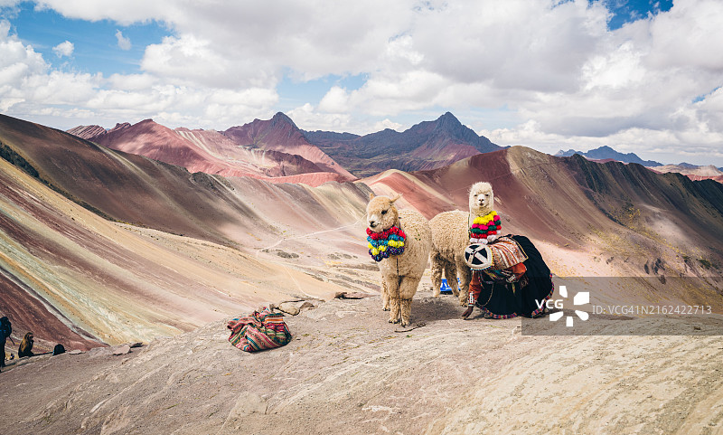秘鲁彩虹山上的羊驼图片素材