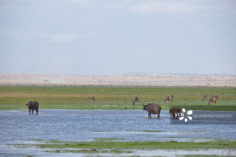 原野上角马吃草的高角度景观图片素材