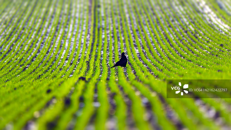 栖息在田野上的鸟的全画幅照片图片素材