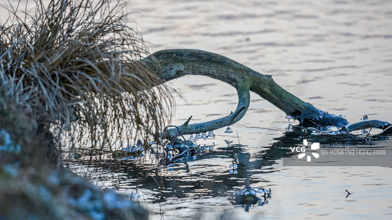 湖中落枝上的冰冻水特写图片素材