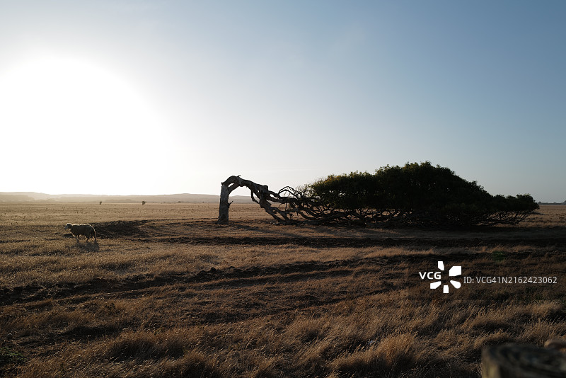 草地上靠着树的绵羊图片素材
