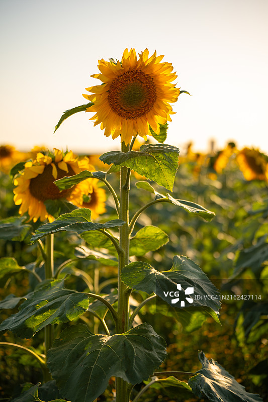 日落时分，向日葵田中一株高大的向日葵图片素材