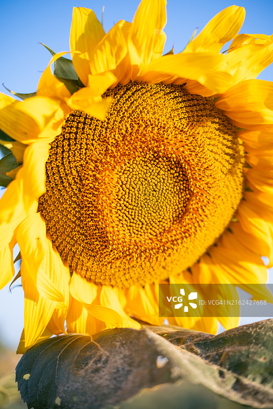 安达卢西亚夏日阳光下的向日葵图片素材