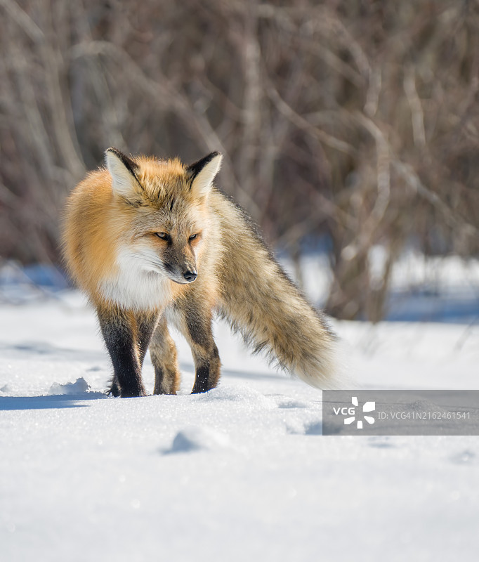雪地中行进的赤狐图片素材