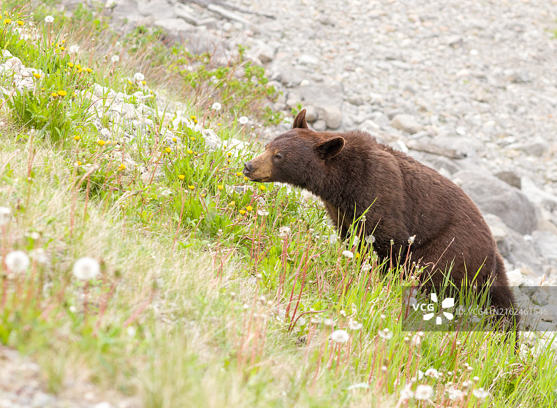 觅食的肉桂色黑熊图片素材