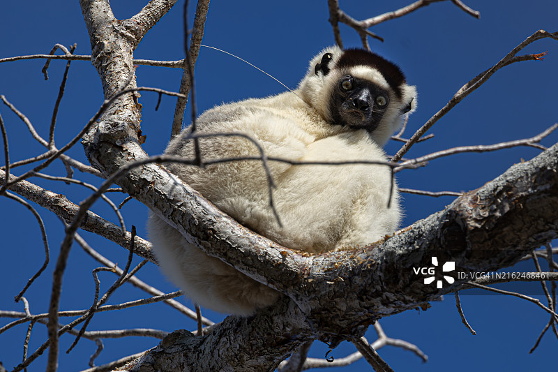 休息姿势的野生冕狐猴图片素材