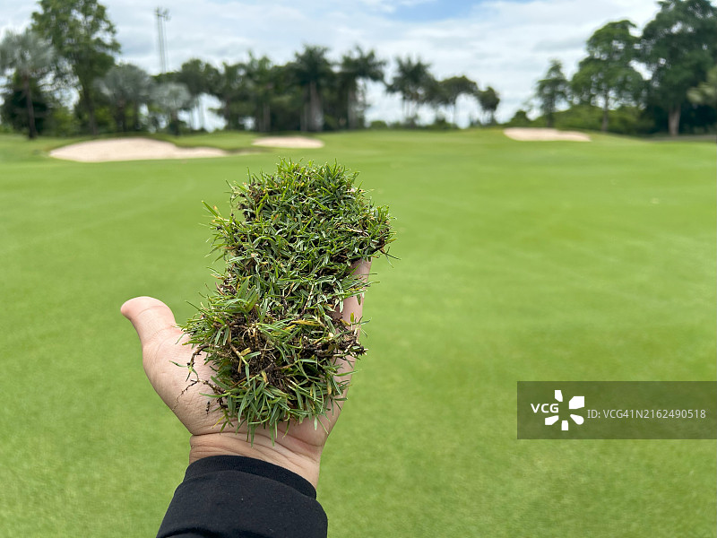 高尔夫球场上高尔夫球手在绿色草皮球道上留下的草痕图片素材