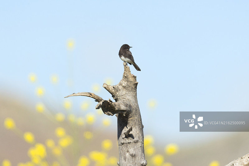 黑顶北美嘲鸫图片素材