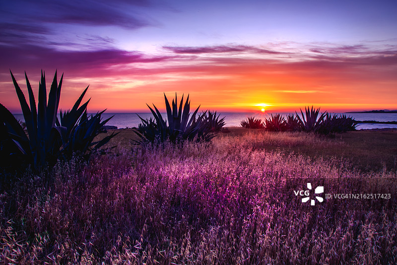 日出时土耳其中国塞浦路斯北部凯里尼亚海滩旁的紫色花卉和灌木图片素材