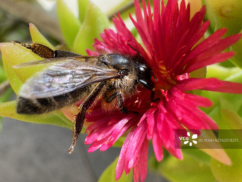 马耳他夏季花园中蜜蜂给粉色花朵授粉的特写图片素材