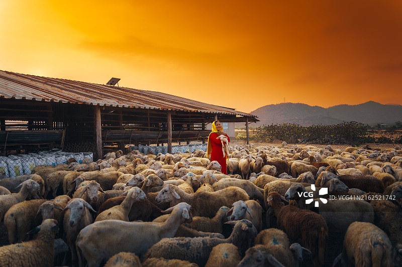 在越南宁顺省，一位当地妇女和一大群羊在日落时返回谷仓，结束了一天的山区放牧图片素材