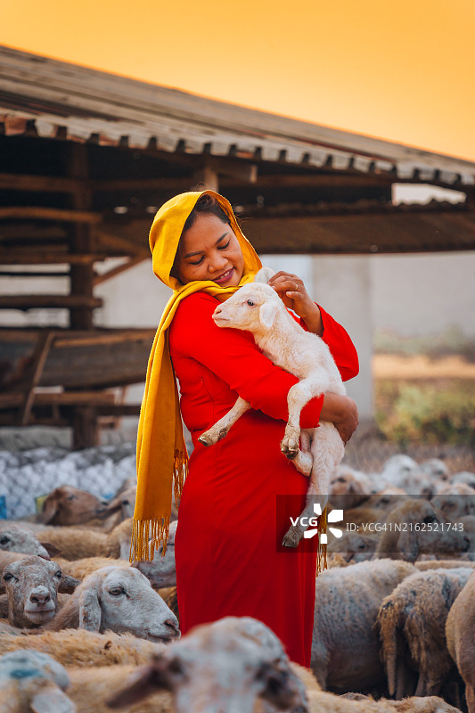 在越南宁顺省，一位当地妇女和一大群羊在日落时返回谷仓，结束了一天的山区放牧图片素材