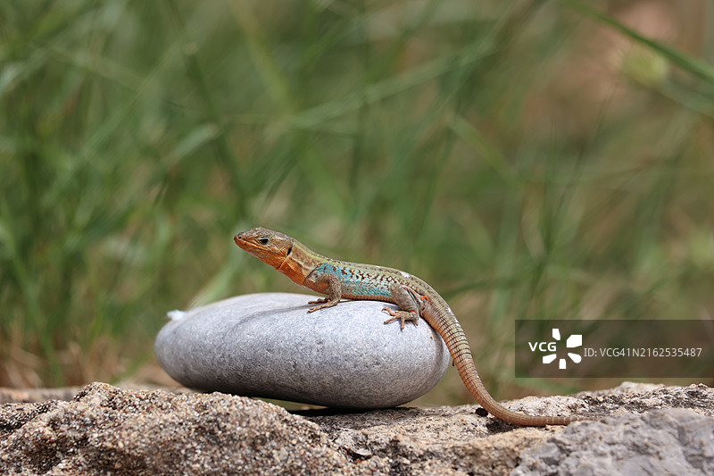 栖息在岩石上的彩色蜥蜴图片素材