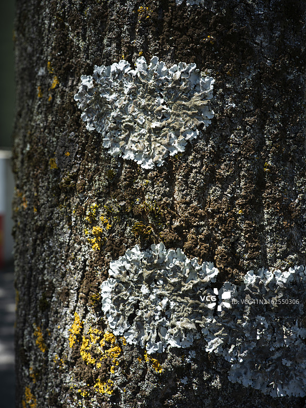 墙上的树干和影子图片素材
