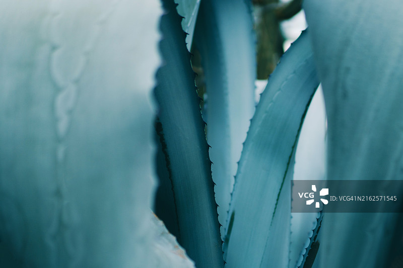 龙舌兰叶特写：美丽的设计背景图片素材