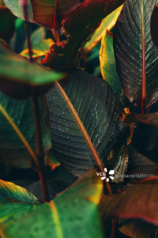 鲜艳的绿色叶子图片素材