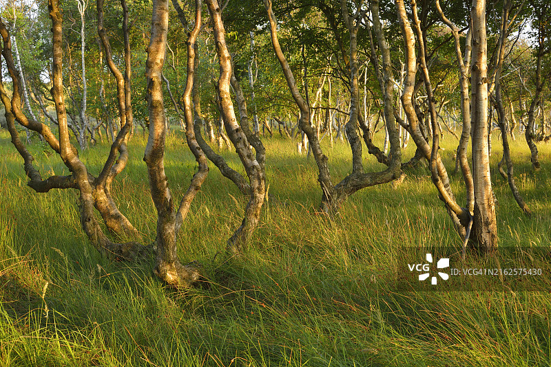 德国下萨克森州诺德奈岛沙丘中的白桦林夏景图片素材
