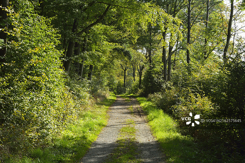 德国巴登-符腾堡州森林小路图片素材
