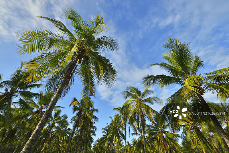 澳大利亚昆士兰州库克船长公路的椰子种植园景观图片素材