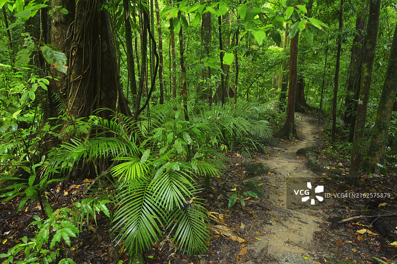 澳大利亚昆士兰州戴恩树雨林和莫斯曼峡谷雨林漫步图片素材