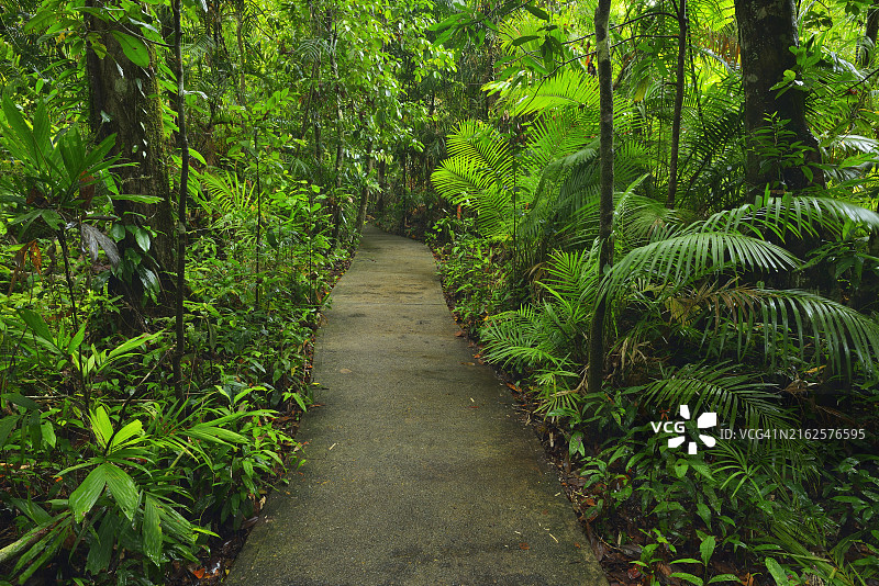 热带雨林木板路，丹翠雨林，苦难角，澳大利亚昆士兰州图片素材