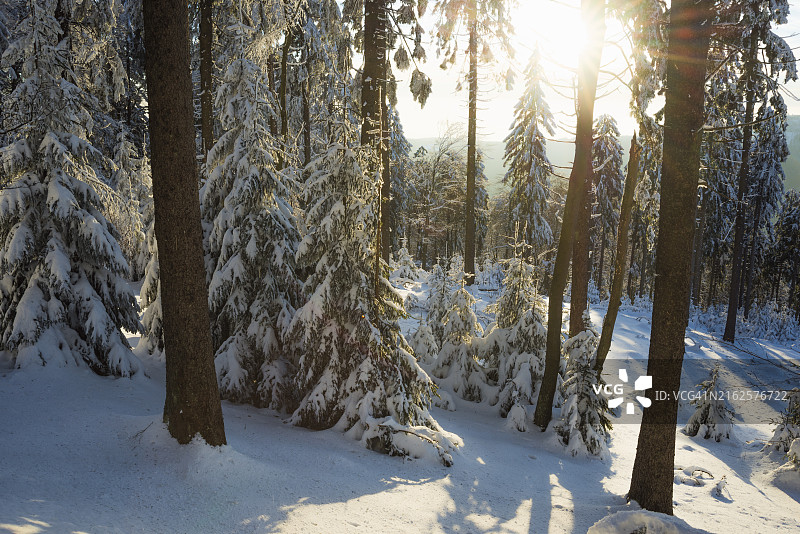 日出时分，德国法兰克福费尔德山被白雪覆盖的冬季森林图片素材