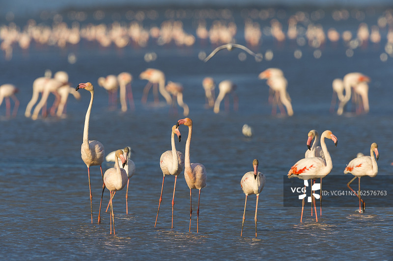 欧洲火烈鸟，法国卡马格地区自然公园图片素材