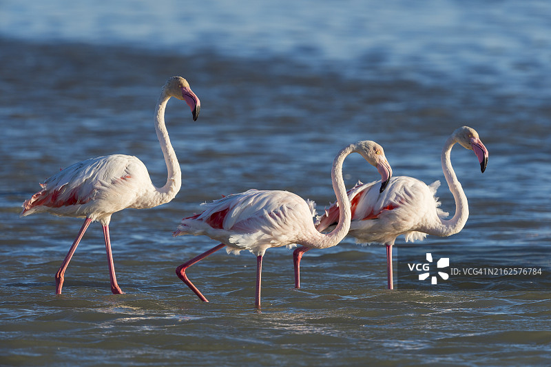 欧洲火烈鸟，法国卡马格地区自然公园图片素材