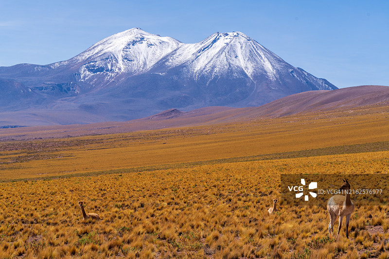 阿塔卡马的米斯坎蒂湖风景图图片素材